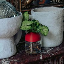 Plante avec vase autonome - Wet pot - Terracotta - Fabriqué en France - Idée cadeau femme - Tot - Les Raffineurs