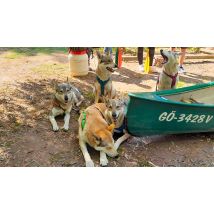 Trekkingtour Hofgeismar (Wolfhunde)