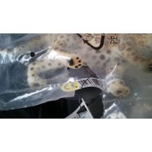 Schleich Jaguar Figure