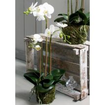 Orchidée Phalaenopsis Artificielle 70 Cm Blanc Emerald