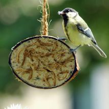 1/2 Noix De Coco Garnitures À 5 Saveurs Oiseaux Sauvages 10 Pcs Dobar