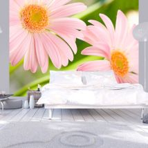 Papier Peint Rose À Deux Fleurs De Gerbera - 350 X 270 Cm