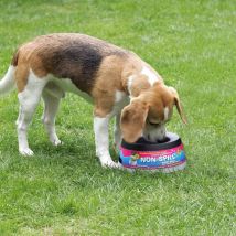 Bol À Eau Pour Animaux De Compagnie L Gris Lgrr Road Refresher