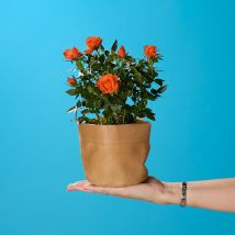 Cheerful Orange Rose Plant