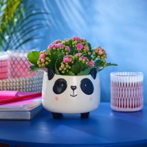 Flower Power Panda | Pink Kalanchoe | Flowering House Plant | Plants By Post | Plant Delivery - Flying Flowers