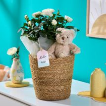 New Baby Bear & Roses | New Baby Gift Set | New Baby Flowers | White Rose Plant & Fluffy Teddy Bear | Next Day Delivery - Flying Flowers