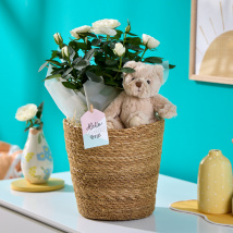 New Baby Bear & Roses