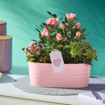 Pretty Pastel Planter | Pink Rose, Pink Kalanchoe & Ivy | Indoor Flowering Plants | Plants By Post | Plant Delivery - Flying Flowers