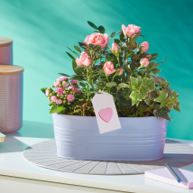 Plant of the month - Pretty Pastel Planter