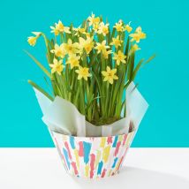 Cheerful Daffodils | SAVE £3 | Narcissi Plant | Indoor Spring Plants | Spring Plants By Post | Plant Delivery - Flying Flowers