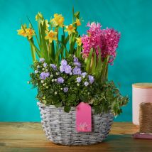 Joyful Spring Basket | Mixed Spring Bulbs | Tete a Tete Daffs, Hyacinths, Campanula & Ivy | Spring Plants By Post | Plant Delivery - Flying Flowers