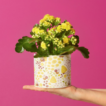 Brilliant Bee Kalanchoe