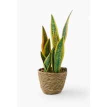 Plante artificielle langue de belle-mère, 12,5x12,5x38 cm , plastique pe et paille - Beige clair - Unique - Monoprix