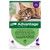 6 pipettes Ad-vantage 80 pour chat et lapin de plus de 4 kg