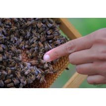 Wonderbox Trattamento di apiaromaterapia e apisound a Treviso - Cofanetti regalo Il progetto di fattoria didattica in Agri-benessere di Le Api di 