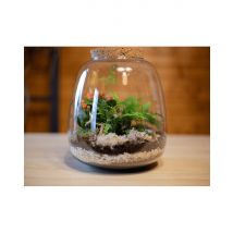 Wonderbox Atelier terrarium à Moirans (38) - Idée cadeau Envie de créer un terrarium unique et à votre image ? Alors rendez-vous à Moirans, non loin