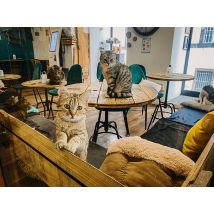 Wonderbox Un repas dans un bar à chats au Chat'lounge Clermont-Ferrand (63) - Idée cadeau Pour une expérience gustative unique, choisissez le 