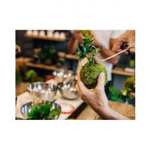 Wonderbox Atelier Kokedama à Bordeaux Gambetta (33) - Idée cadeau Au coeur de Bordeaux, venez créer votre propre kokedama, entouré d'un passionné qui 