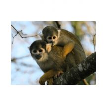 Wonderbox Billet pour la Vallée des Singes (86) - Idée cadeau Envie d'être au plus près des singes ? Rendez-vous au sud de Poitiers à la Vallée des 