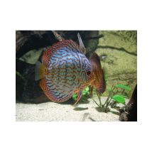 Wonderbox Billet pour l'Aquarium des Tropiques (26) - Idée cadeau L’Aquarium des Topiques vous invite à faire le tour du monde en découvrant la vie 