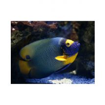 Wonderbox Billet pour l'Aquarium de Limoges (87) - Idée cadeau Partez à la découverte des mystères des mers et des océans des cinq continents à 