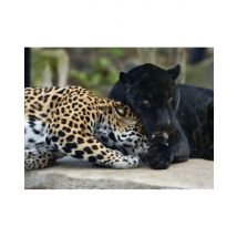 Wonderbox Billet coupe-file pour le Parc Zoologique de Paris - Idée cadeau Vous souhaitez faire un tour du monde de la biodiversité animale ? Venez 