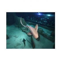 Wonderbox Billet nocturne pour l'Aquarium de Paris - Enfant - Idée cadeau L'aquarium de Paris ouvre ses portes tous les samedis en soirée pour une 
