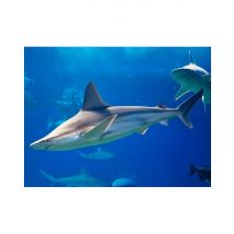 Wonderbox Billet coupe-file pour l'Aquarium de Paris au Trocadéro - Haute saison - Adulte 13 ans et + - Idée cadeau L'aquarium de Paris vous accueille