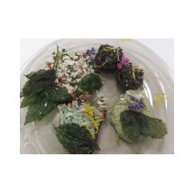 Wonderbox Cours de cuisine végétarienne aux plantes sauvages (67) - Idée cadeau Explorez les saveurs méconnues des plantes sauvages comestibles du Bas