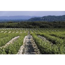 Wonderbox Dégustation de vins - Vignobles Famille Quiot au nord d'Avignon - Idée cadeau Visite des vignes en 4x4, de la cave et du chais, Dégustation 