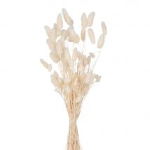 Bouquet di fiori secchi - Modello Country - Beige - - Fibre naturali - Maisons du Monde