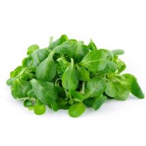 Mâche la barquette 150g