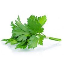 Coriandre bio en pot Biologique