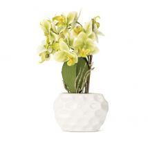 Orchidee grün 38cm im Keramiktopf
