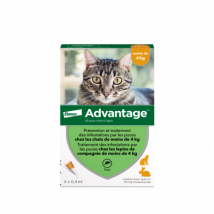 Advantage - Anti-puces pour chats Moins 4 kg Boîte 6 Pipettes