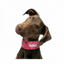 Aqua Coolkeeper -Collier rafraîchissant pour chien - Rouge - 73/81 cm