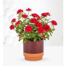 Christmas Red Rose Plant - Christmas Plants - Christmas Plant Delivery - Red Rose Plants - Plant Gifts - Plant Gift Delivery