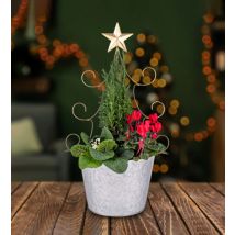 Novelty Tree Outdoor Planter - Christmas Outdoor Plants - Outdoor Plants - Christmas Plant Gifts - Xmas Plants - Free Chocs
