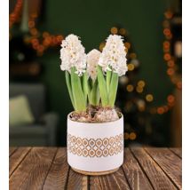 White Christmas Hyacinths - Christmas Indoor Plants - Christmas Indoor Plant Delivery - Christmas Plant Delivery - Free Chocs