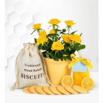 Lemon Rose Gift - Yellow Rose Plant - Plant Delivery - Indoor Plants - Plant Gifts - Rose Plants