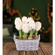 Winter Hyacinth Basket - Christmas Plants - Hyacinths Plants - Xmas Plants - Christmas Plant Delivery - Plant Gifts - Indoor Plants - Free Chocs