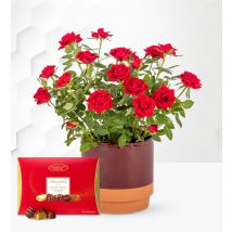 Luxury Rose Plant with Chocolates