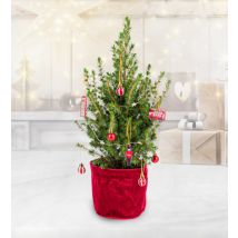 London Letterbox Christmas Tree - Mini Christmas Trees - Letterbox Christmas Trees - Christmas Trees Delivered - Tiny Christmas Trees