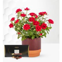 Luxury Rose Plant with Luxury Chocs