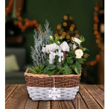 White Winter Basket - Christmas Plants - Xmas Plants - Christmas Plant Delivery - Plant Gifts - Plant Gift Delivery - Free Chocs