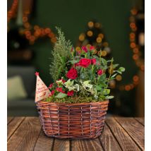 Traditional Christmas Basket - Christmas Plants - Indoor Christmas Plants - Outdoor Christmas Plants - Christmas Plant Gifts - Free Chocs