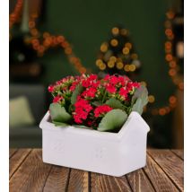 Christmas Kalanchoe House - Christmas Plants - Kalanchoe Plants - Christmas Indoor Plants - Houseplants - Plant Gifts - Free Chocs
