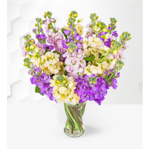 Mixed Stocks - Stocks Bouquet - Flower Delivery - Flowers - Flowers By Post - Send Flowers