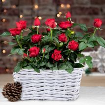 Christmas Red Rose Duo - Christmas Plants - Christmas Red Rose Plants - Red Rose Plant - Xmas Plants - Plant Gifts - Free Chocs