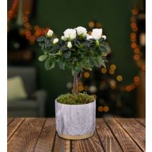 Festive Azalea Tree - Christmas Plants - Christmas Indoor Plants - Christmas Plant Delivery - Xmas Plants - Free Chocs